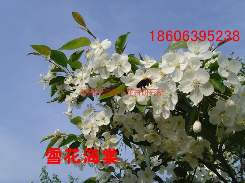供應(yīng)雪花海棠批發(fā)報(bào)價(jià)電話 雪花海棠批發(fā)基地