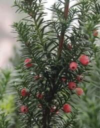 供應紅豆杉  山東臨沂苗木供應商