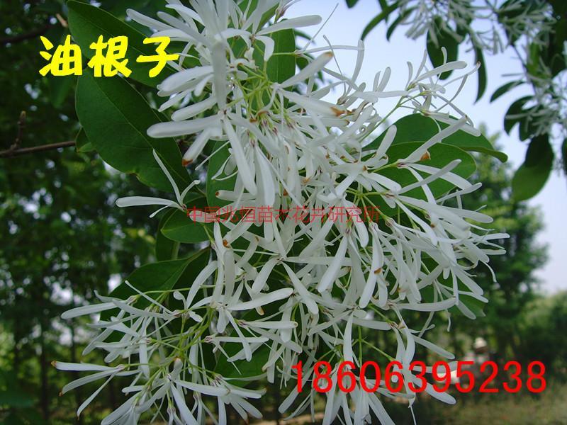 供應(yīng)桂花嫁接用砧木流蘇，流蘇樹，流蘇苗，流蘇種子