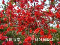 木瓜海棠如何管理圖片