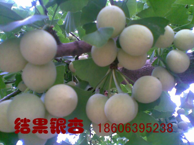 供應(yīng)銀杏樹的嫁接方法，銀杏樹嫁接方法有幾種？