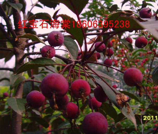 供應紅寶石海棠