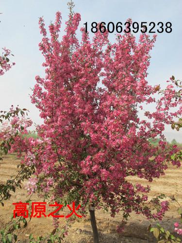 供應(yīng)北美海棠屬喬木還是灌木？