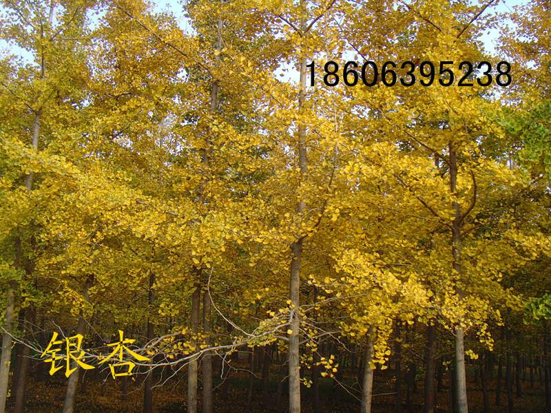 供應(yīng)銀杏樹，銀杏葉，銀杏果，銀杏小苗，銀杏基地