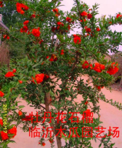 供應(yīng)牡丹花石榴