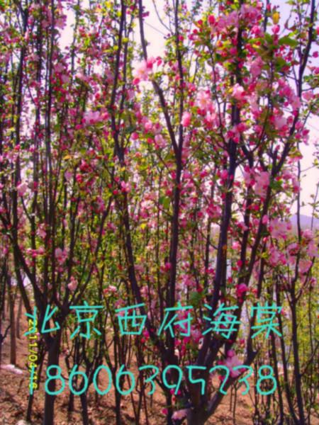 供應(yīng)蘋果西府海棠和木瓜西府海棠的區(qū)別在哪里？