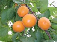 供應(yīng)蘋果西府專業(yè)生產(chǎn)商