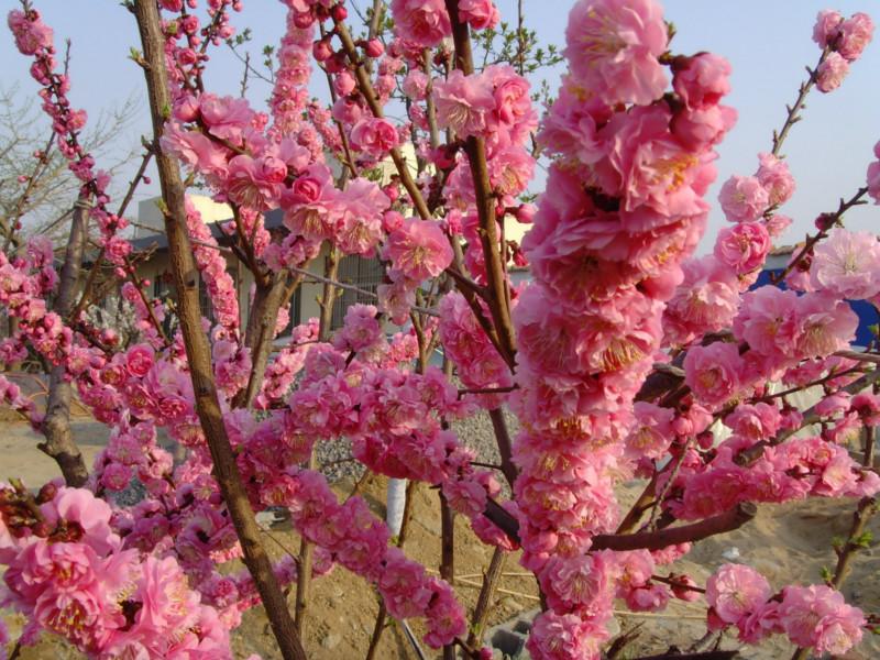 臨沂木瓜海棠圖片