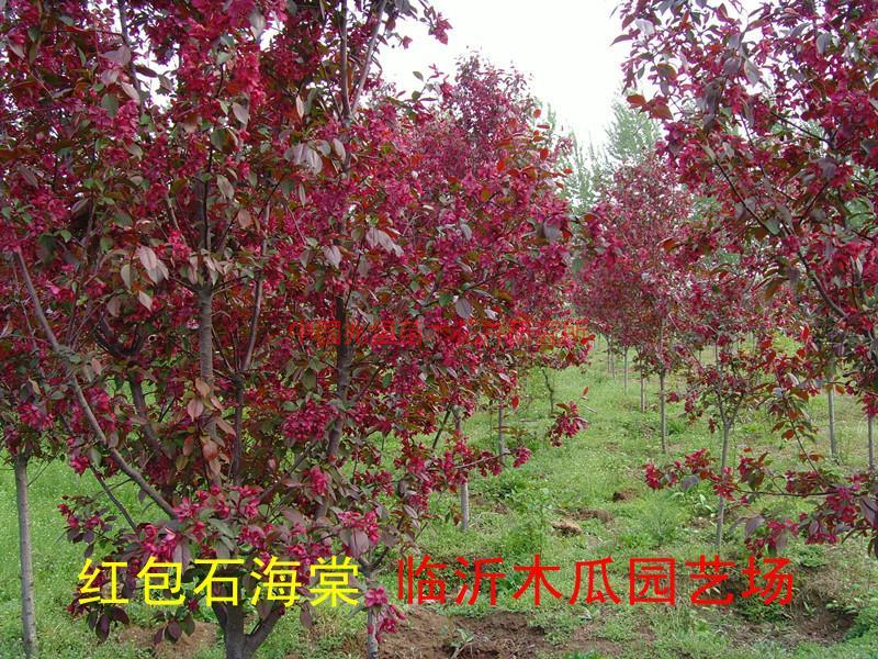 供應(yīng)園林綠化新樹種-紅葉海棠，凱爾斯、王族、絢麗、光輝、道格、鉆石