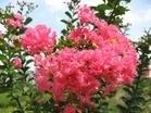供應(yīng)百日紅供應(yīng)商電話