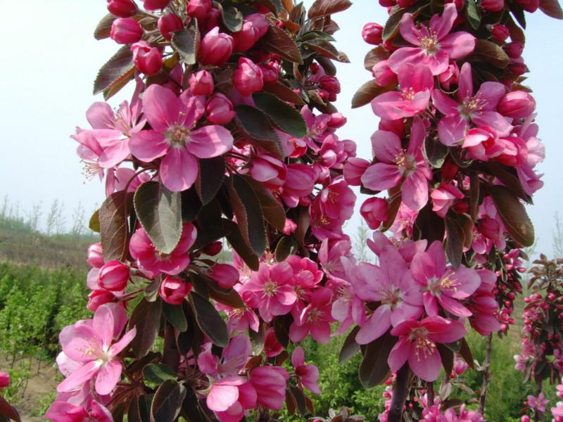 供應(yīng)芭蕾舞海棠，芭蕾舞海棠也叫舞美海棠，臨沂木瓜園藝場(chǎng)有售