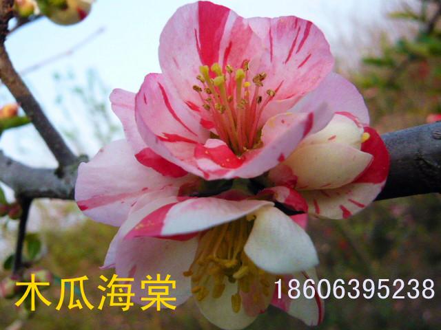 供應(yīng)變色海棠花