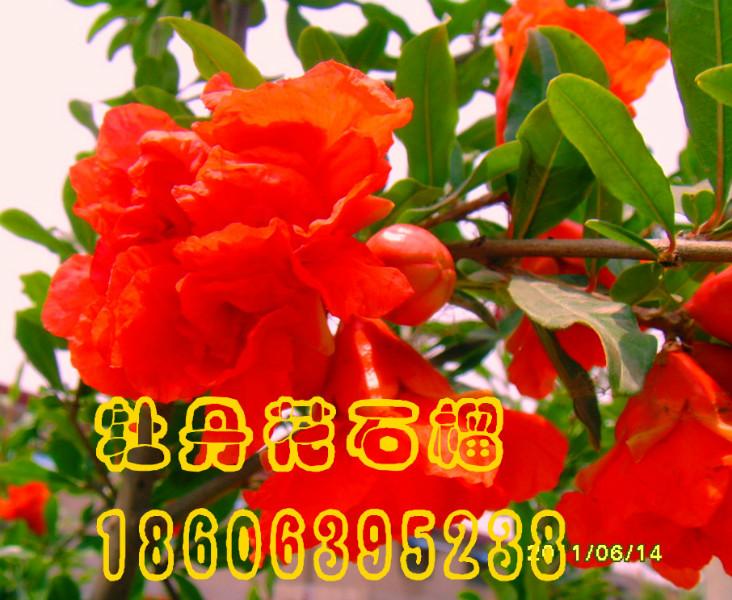 供應石榴樹苗，花石榴，果石榴，牡丹花石榴