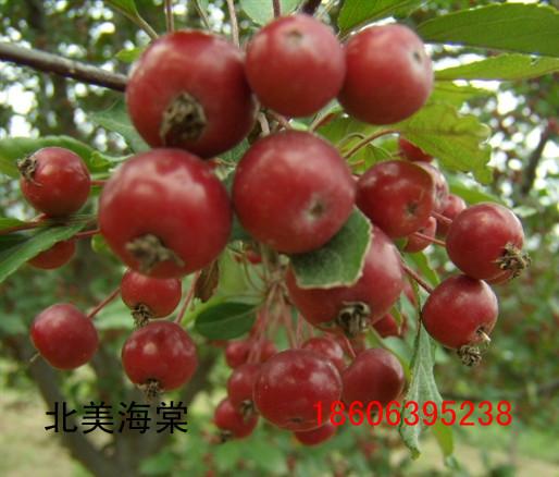 供應(yīng)琥珀北美海棠苗木，山東苗木