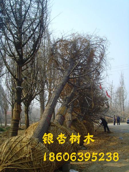供應(yīng)銀杏樹，銀杏葉，銀杏果，銀杏小苗，銀杏基地