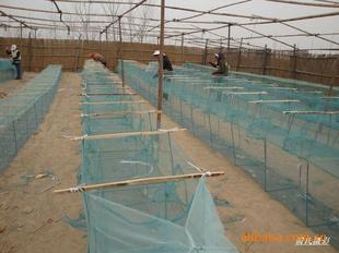 供應(yīng)河北向陽地籠網(wǎng)【*家】