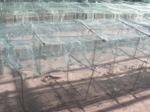 供應(yīng)河北三眼白洋淀地籠