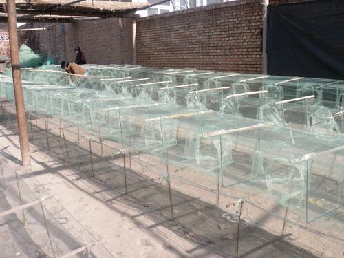 供應河北三眼白洋淀*家地籠批發(fā)商/電話