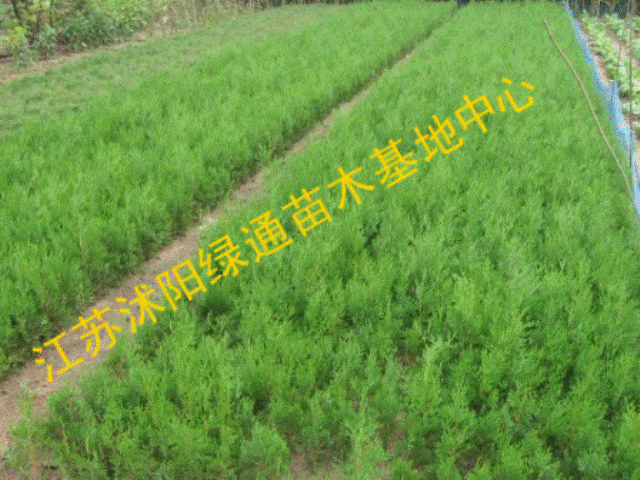 供应价格侧柏批发侧柏苗 扁侧柏树 松柏树苗 侧柏容器苗荒山造林 柏树绿化苗木图片