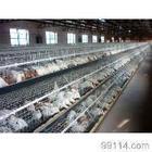 供應(yīng)夏津青年雞海蘭褐