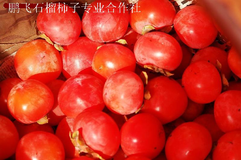 石榴樹，火晶柿子樹，陜西軟籽石榴樹，臨潼大籽石榴樹