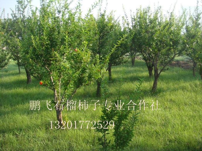 供應(yīng)陜西西安臨潼石榴樹苗木生產(chǎn)銷售，西安石榴樹批發(fā)價(jià)格
