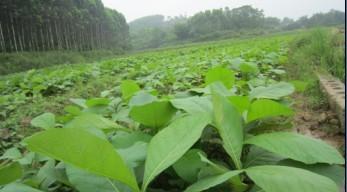 廣西梧州圖片/廣西梧州樣板圖 (4)