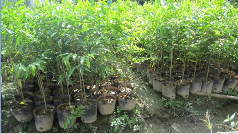 供應(yīng)廣西南寧貴港沉香樹苗直銷