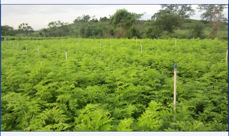 供應(yīng)柳州黃花梨苗黃花梨風(fēng)景樹