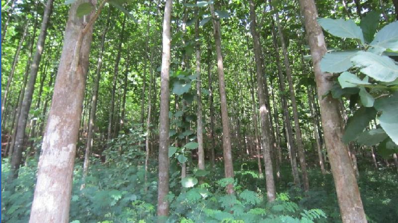 供應(yīng)廣西福建漳州柚木苗直銷