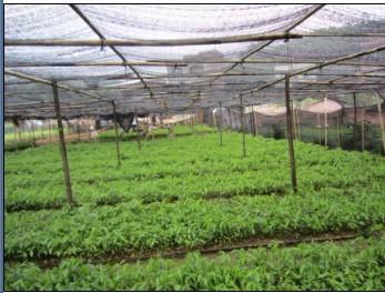 廣西南寧沉香基地圖片