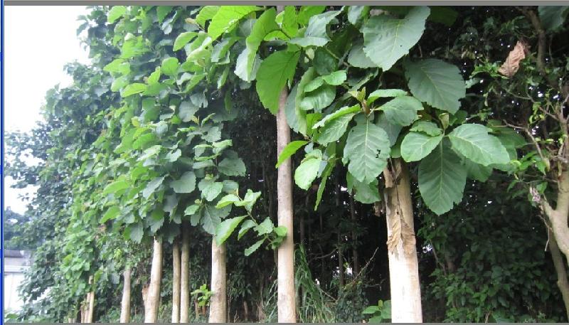 供應(yīng)廣西南寧柚木樹苗專業(yè)種植公司