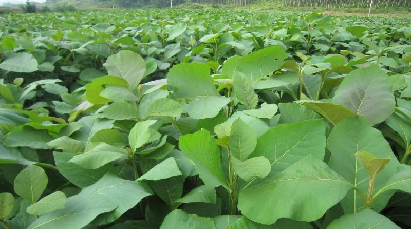供應(yīng)廣西南寧露虛柚木苗基地