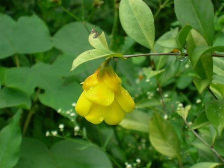 南宁市金花茶苗价格-金花茶苗种植-金花茶厂家