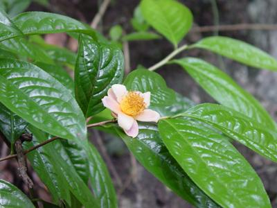 南宁市广西金花茶苗种植厂家