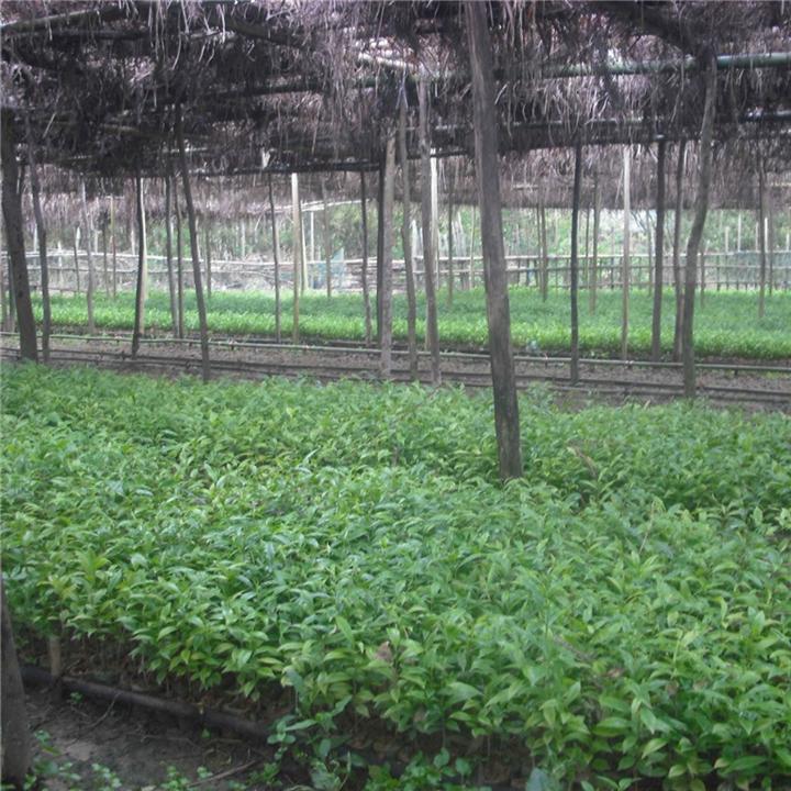 供應(yīng)廣西金花茶樹(shù)苗種植批發(fā)廠價(jià)