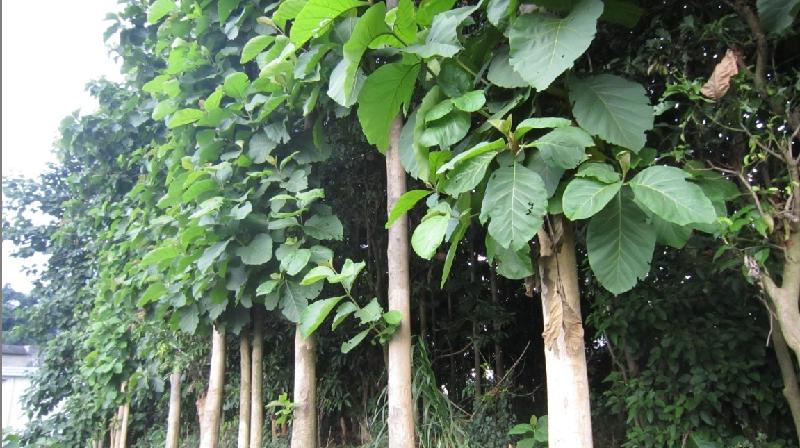 廣西來賓柚木樹苗圖片/廣西來賓柚木樹苗樣板圖 (4)