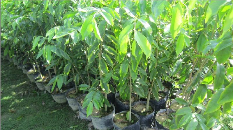 供應(yīng)廣西廣東沉香樹苗