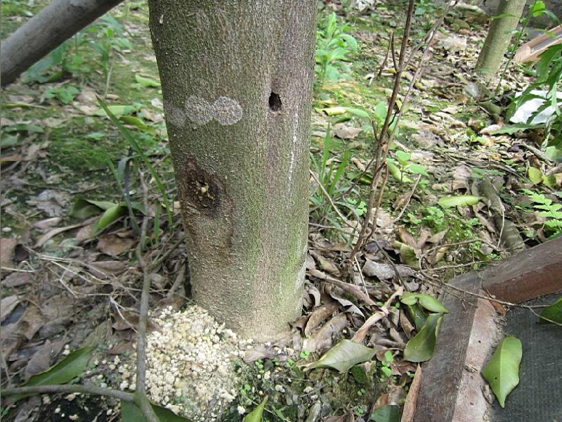 廣西沉香圖片/廣西沉香樣板圖 (4)