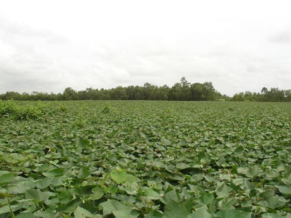 南宁市广西四季金花茶种苗种植基地批发价厂家供应广西四季金花茶种苗种植基地批发价