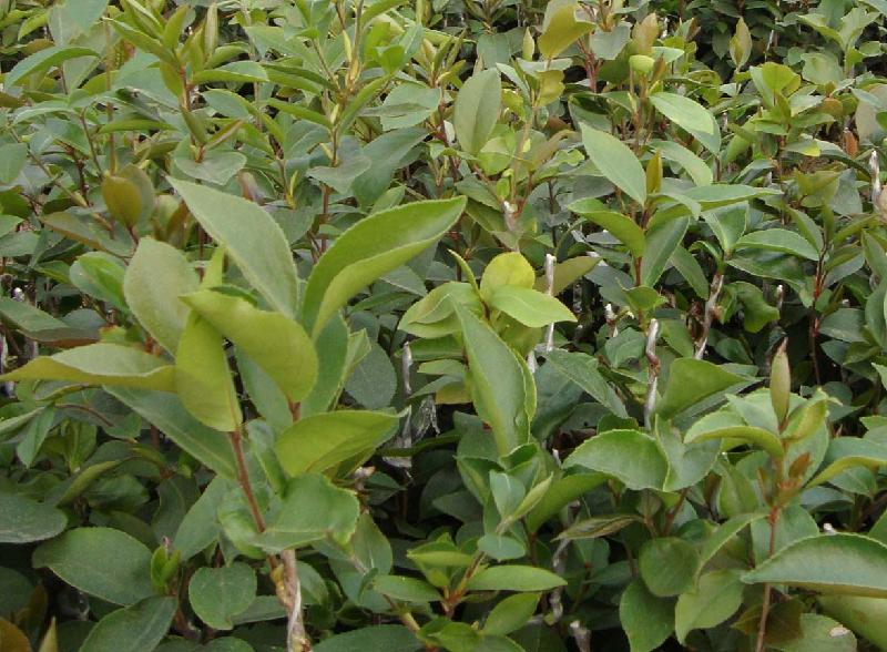 供應(yīng)金花茶種植