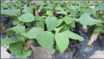 廣西梧州圖片/廣西梧州樣板圖 (2)