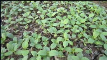 廣西梧州柚木樹苗價格圖片