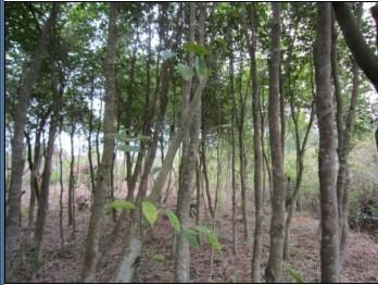 廣西沉香圖片/廣西沉香樣板圖 (3)