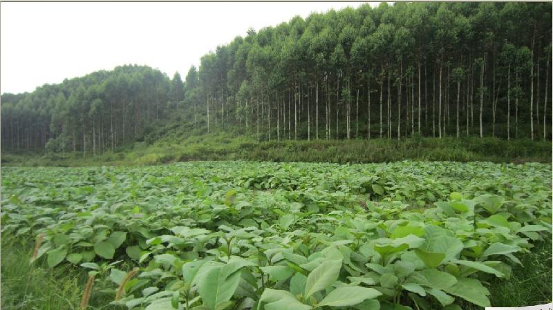 橫縣柚木基地圖片