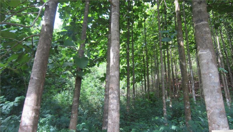 廣西南寧圖片/廣西南寧樣板圖 (3)