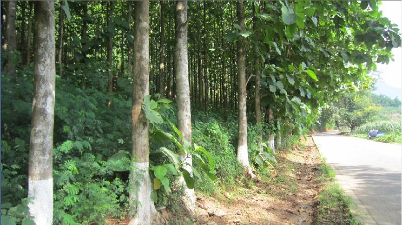 供應(yīng)陽春黑金絲柚木苗陽春柚木苗直銷