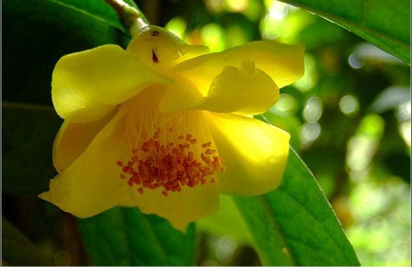 云南金花茶苗︳云南?金花茶苗價(jià)格︳云南?金花茶苗批發(fā)︳云南?金花茶苗