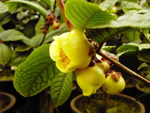 金花茶苗报价供应金花茶苗报价︳广西金花茶苗种植户电话︳广西金花茶苗批发价格