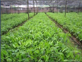 廣西沉香樹(shù)苗市場(chǎng)價(jià)格圖片